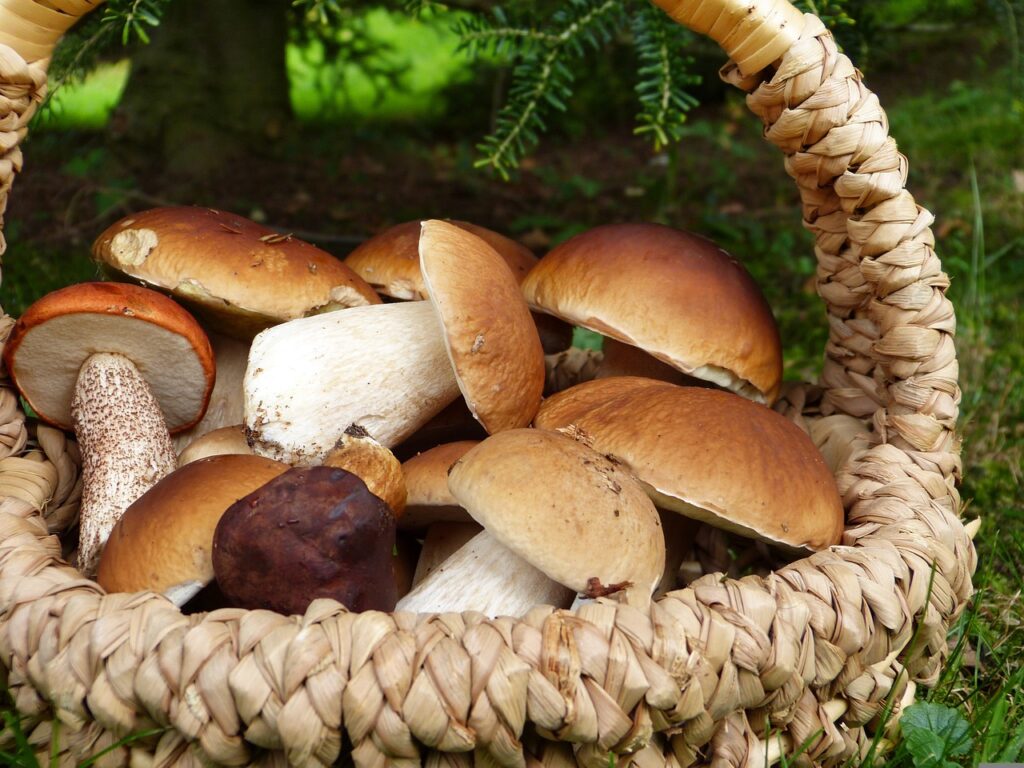 Basket of mushrooms.